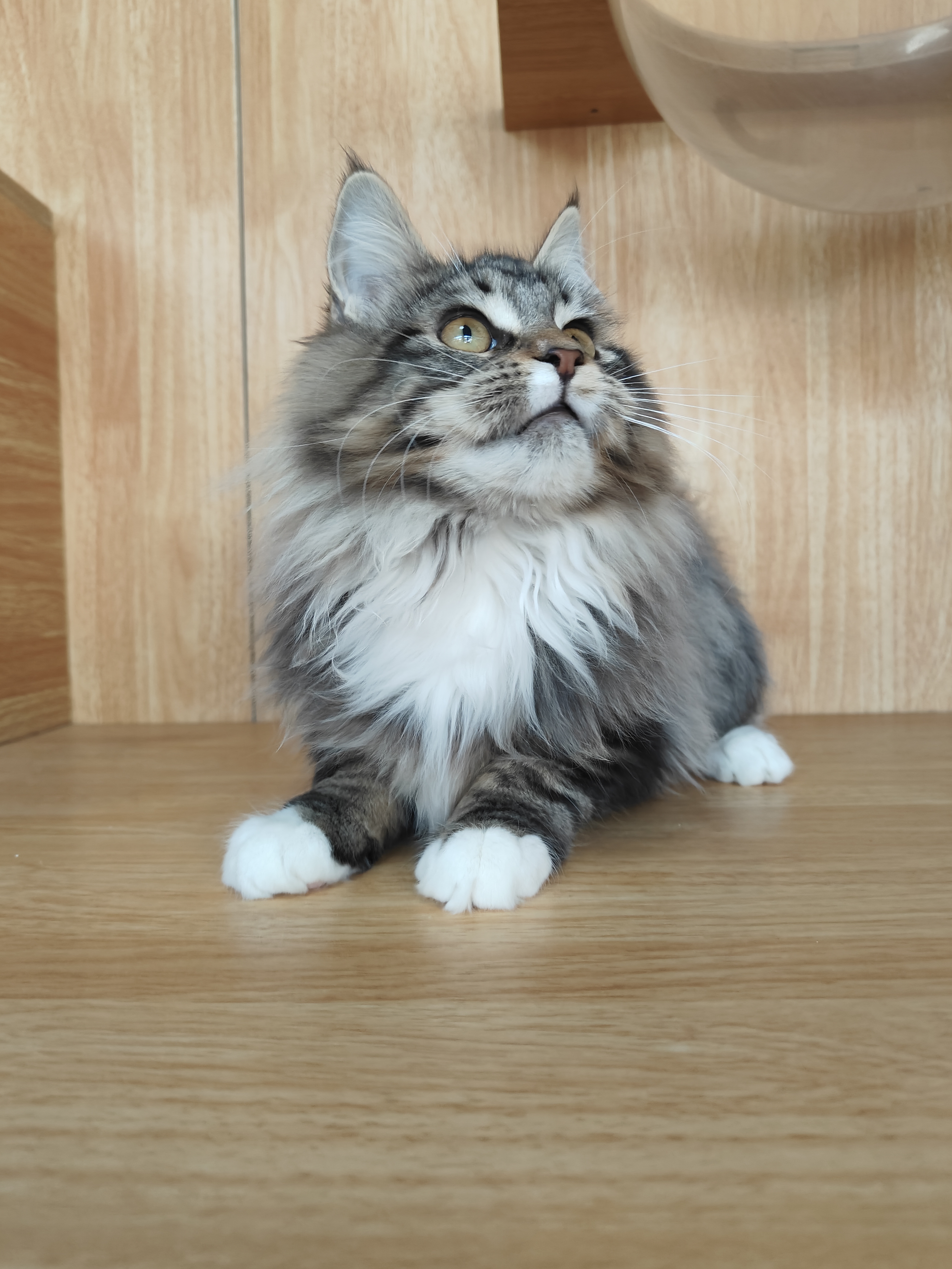 猫舍不干了年前特价甩缅因猫母猫妹妹大型猫长毛猫疫苗齐全驱虫已做无病无藓健